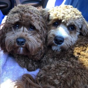 Meet your Posher, Jamie